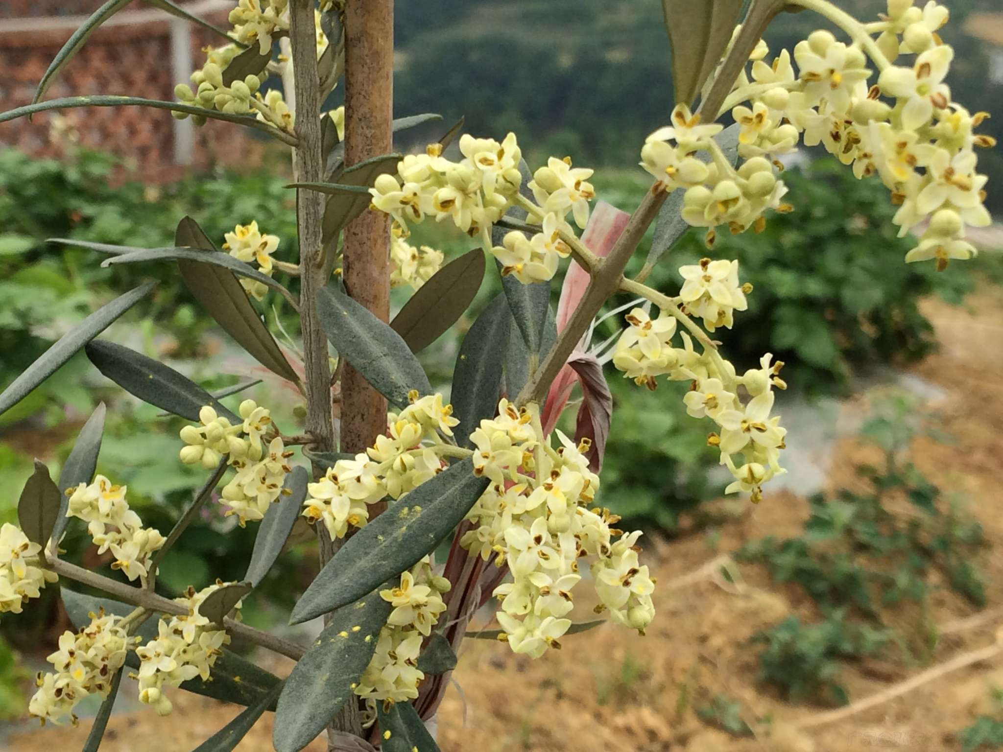 开花树 - 中国油橄榄苗木网